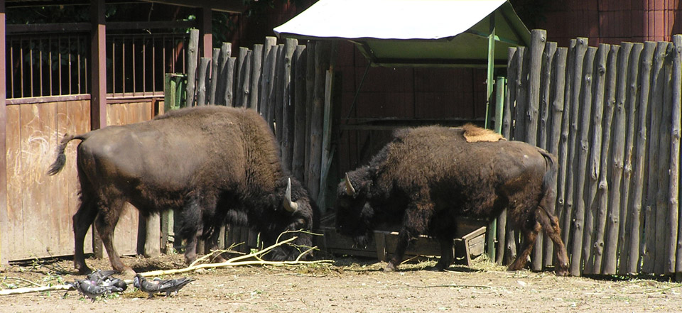 免费电话轰炸机