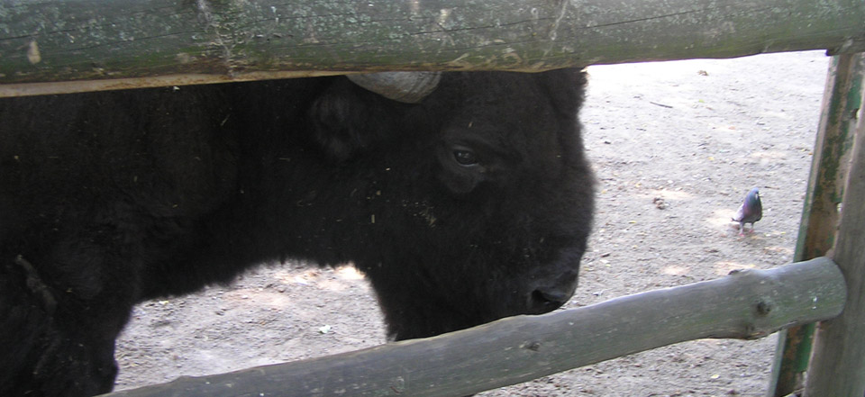 电话自动追呼系统